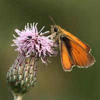 Small Skipper 4 